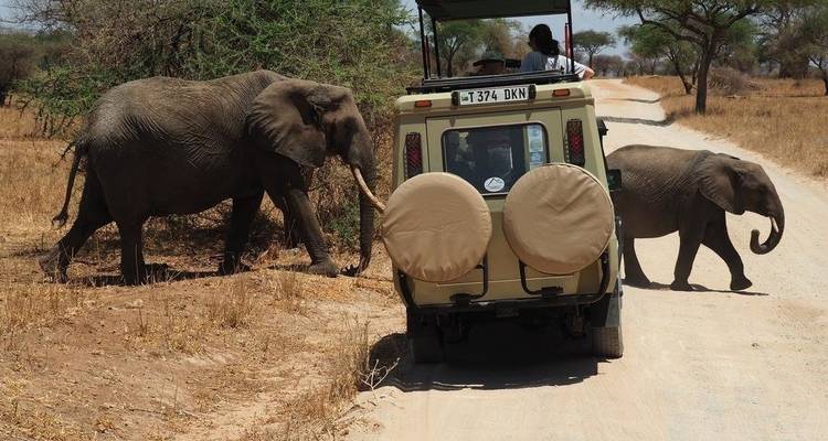 4-days Serengeti Tanzania Safaris - Serengeti African Tours 3