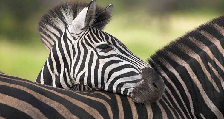 Close-up beeld van zebra's die elkaar liefkozen.