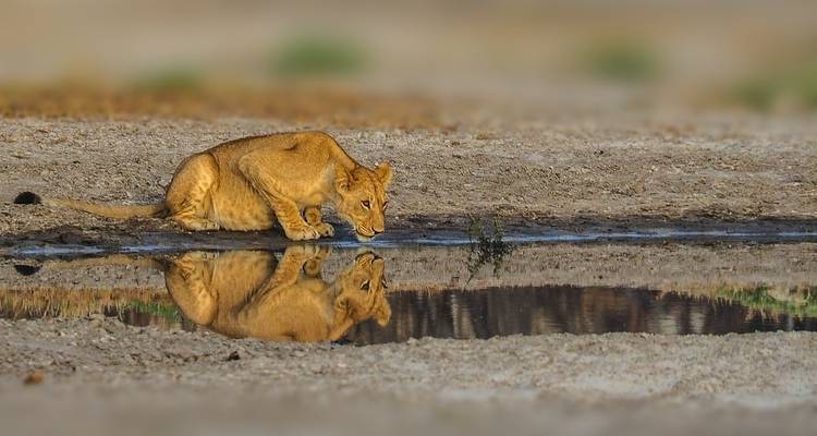 Leeuwenwelpje drinkt water uit een vijver.