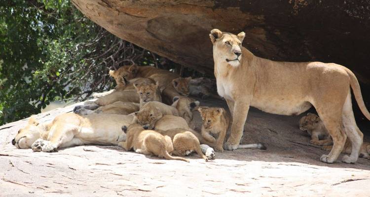 Una manada de leones descansando bajo una roca.