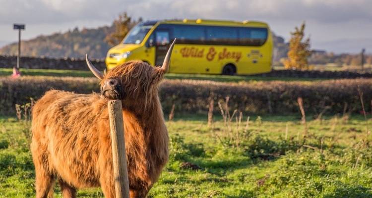 A Highland cow looking over a fence with a yellow bus in the background.