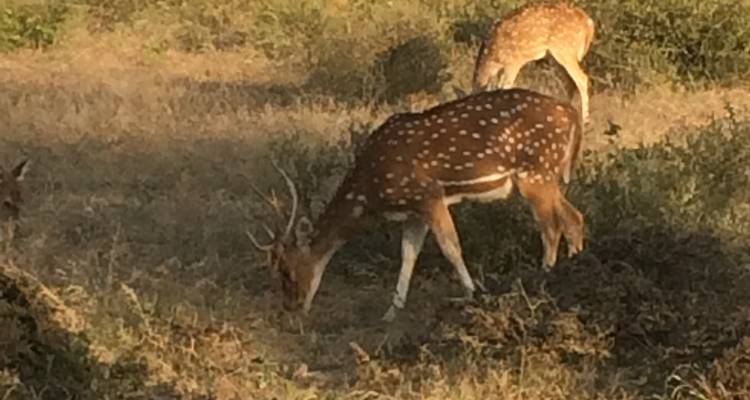 Rehe grasen auf einer sonnenbeschienenen Waldlichtung.