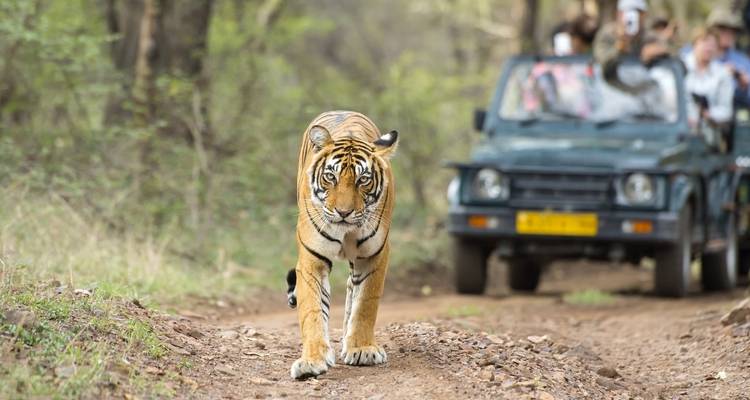 A tiger walking on a dirt path with a safari vehicle in the background.