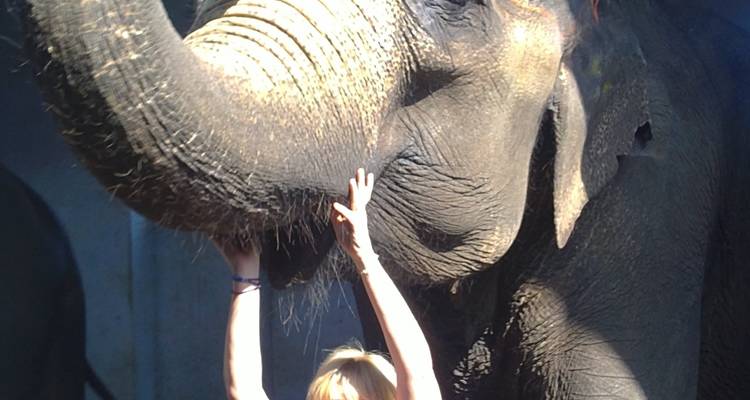 A person reaching up to touch an elephant's trunk.