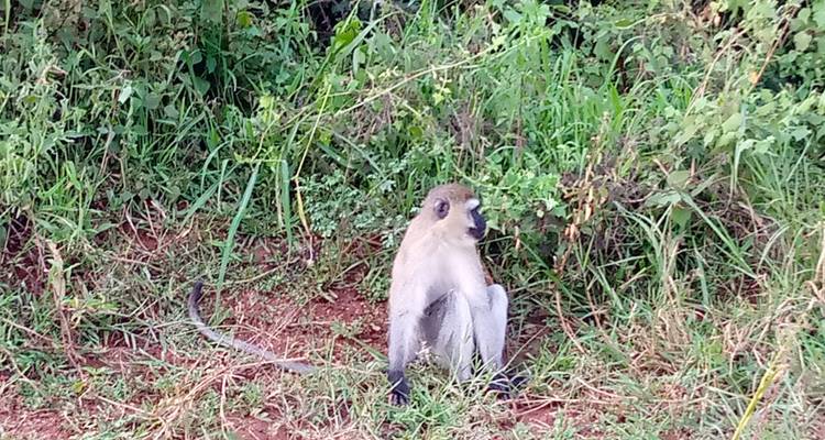 Découvrez les gorilles, les chimpanzés, les Big 5 et les grands félins en Ouganda (en exclusivité) - Devine African Safaris Ltd 2