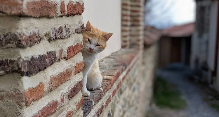 Cat peeking around a brick wall.