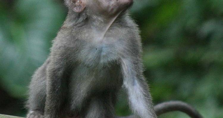 Junger Affe auf einem Ast sitzend.