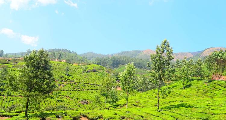 Un paradis appelé "Kerala" - Kerala - Bout India 10