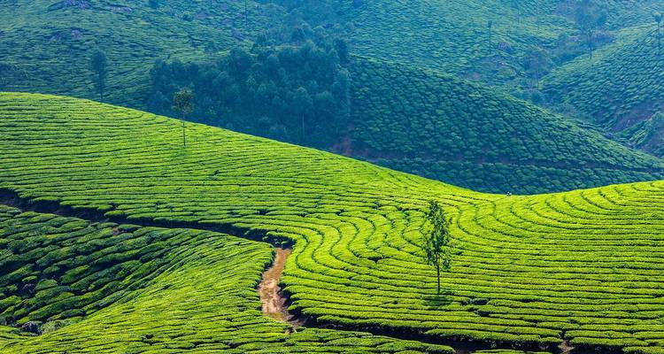 A Heaven Called "Kerala" - Bout India 7