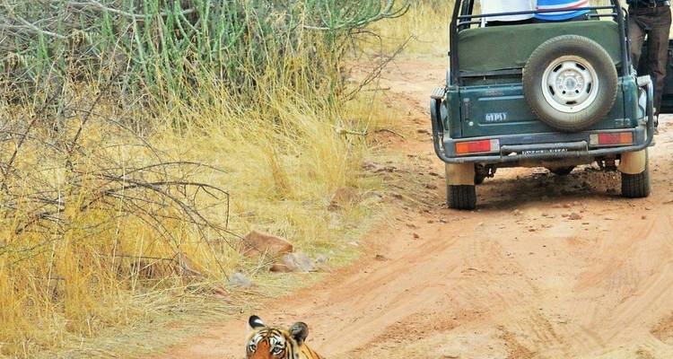 Tiger, der entlang einer Schotterpiste geht, mit einem Safari-Jeep im Hintergrund.