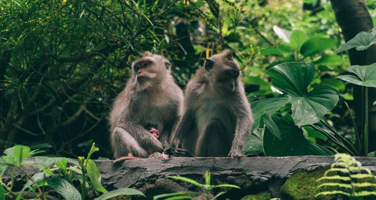 The Bali Reset - We Must Dash 6