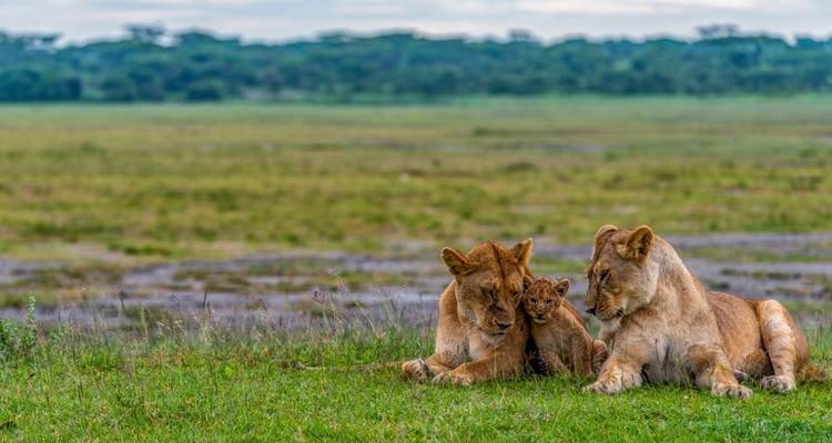 Safari privé de 3 jours en Tanzanie - Serengeti African Tours 2