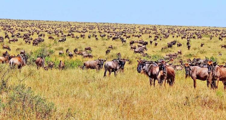 Safari privé de 3 jours en Tanzanie - Serengeti African Tours 10