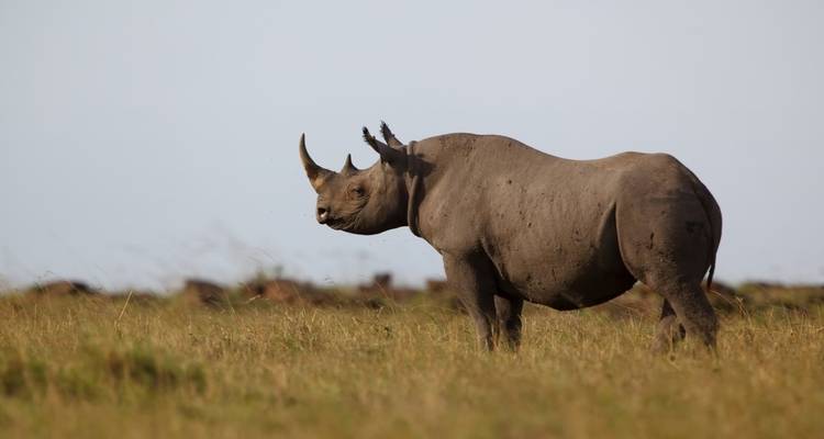 Safari privé de 3 jours en Tanzanie - Serengeti African Tours 7