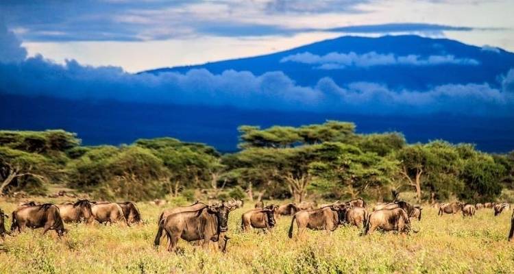 Safari privé de 3 jours en Tanzanie - Serengeti African Tours 9