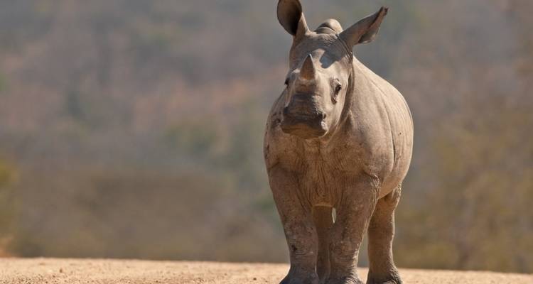 Safari privé de 3 jours en Tanzanie - Serengeti African Tours 6
