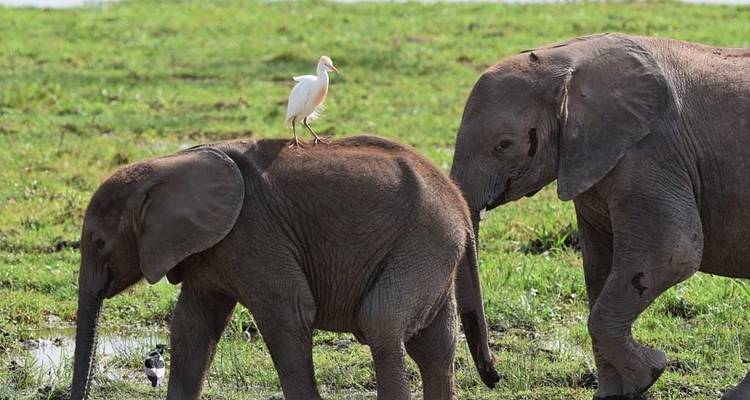 Des éléphants marchant dans un champ herbeux, avec un oiseau perché sur le dos de l'un d'eux.