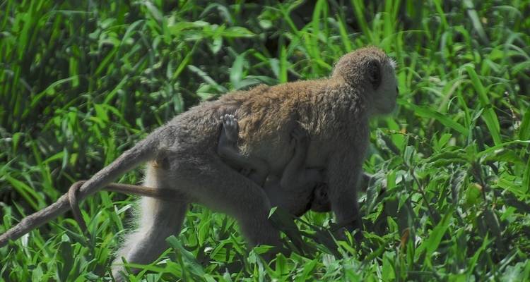 6 jours de safari en groupe dans le Serengeti - lodge classique - Serengeti African Tours 2