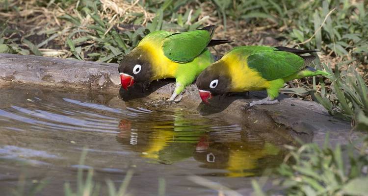Deux perroquets colorés buvant de l'eau dans une flaque.