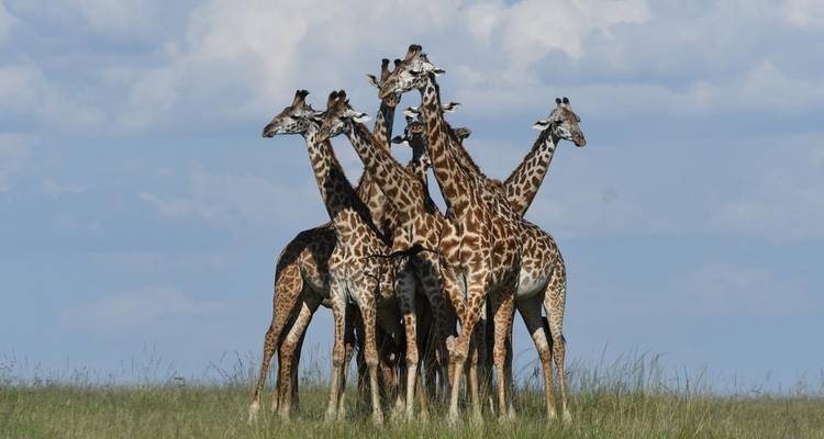Expedición clásica circuito norte de Tanzania - Classic Journeys Africa Ltd 4