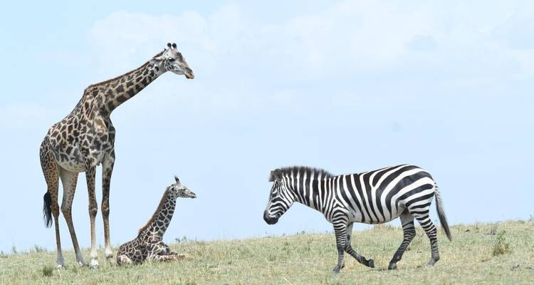 Expedición clásica circuito norte de Tanzania - Classic Journeys Africa Ltd 1