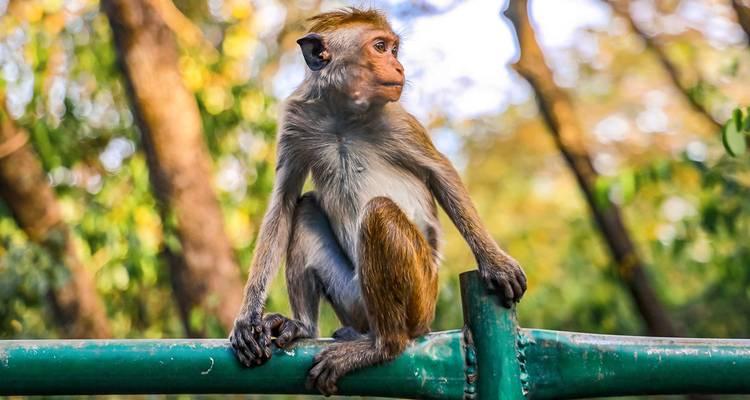 El Mejor Viaje a Sri Lanka Hecho a Medida con Tren, Salida Diaria y Guía Privado - Agate Travel 8