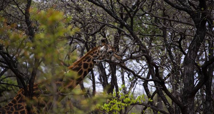 Giraffe amongst thicket vegetation.