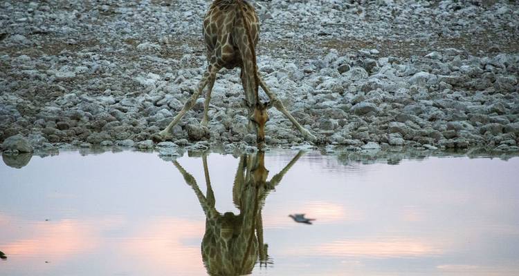 Giraffe drinking from water, reflection visible.