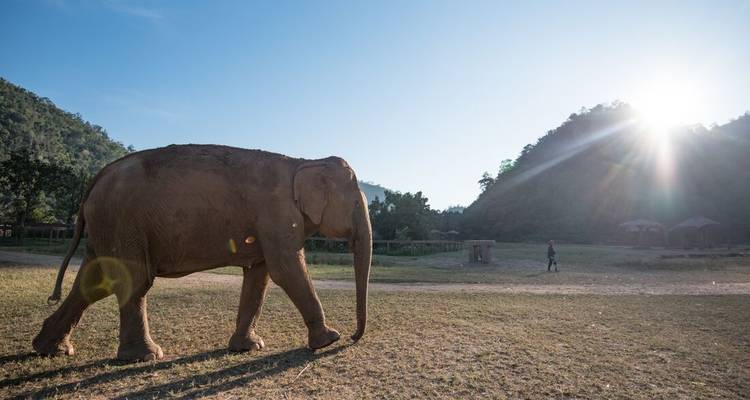 Un éléphant solitaire traverse une prairie dégagée sur un fond de collines boisées au lever du soleil.