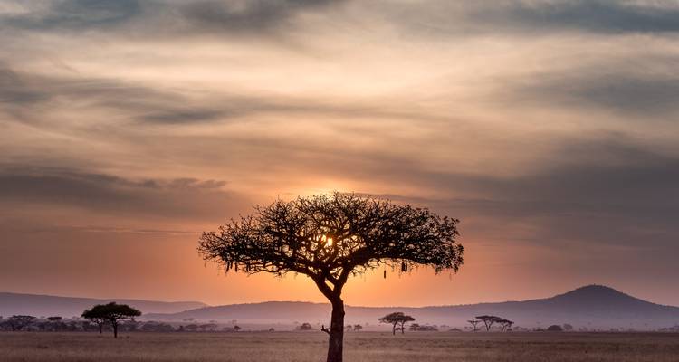A solitary tree silhouetted against a colorful sunset.