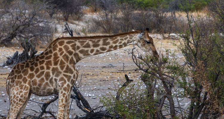 A giraffe feeding on shrubs in an arid landscape.