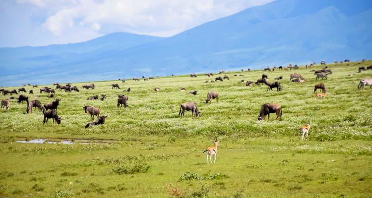 7 Days The Great Serengeti wildbeest Migration Safari. - Kilipeak Adventures ltd 1
