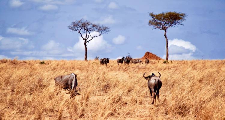 7 Days The Great Serengeti wildbeest Migration Safari. - Kilipeak Adventures ltd 2