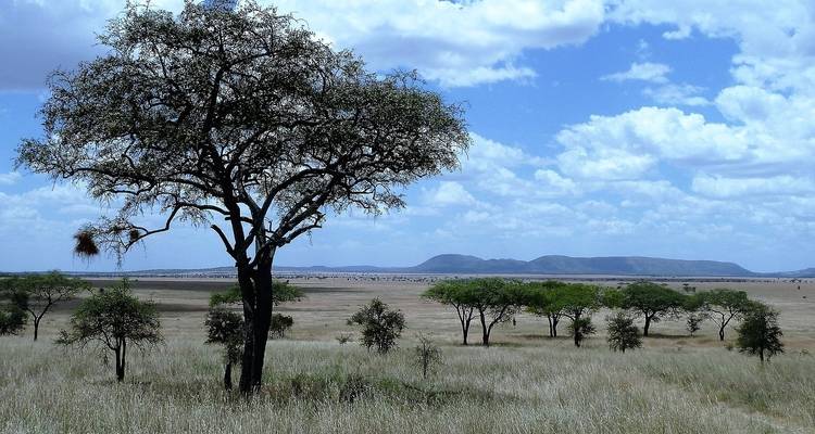 7 Days The Great Serengeti wildbeest Migration Safari. - Kilipeak Adventures ltd 4