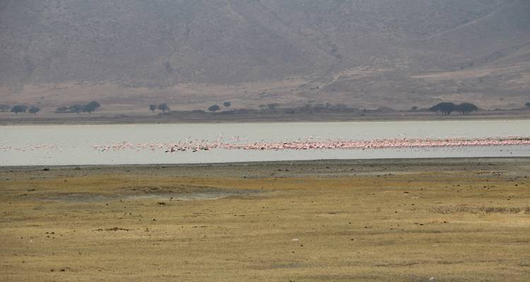 7 Days The Great Serengeti wildbeest Migration Safari. - Kilipeak Adventures ltd 8