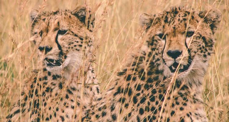Safari clásico por el corazón de Kenia y Tanzania - Classic Journeys Africa Ltd 10