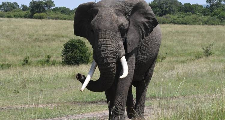 Safari clásico por el corazón de Kenia y Tanzania - Classic Journeys Africa Ltd 4