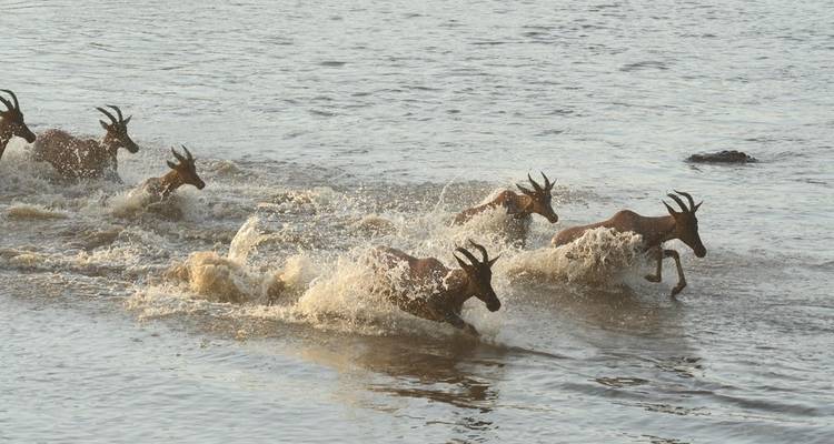 Safari clásico por el corazón de Kenia y Tanzania - Classic Journeys Africa Ltd 3