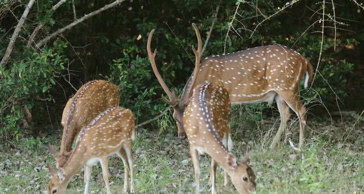 Sri Lanka Round tour with Wildlife (12 Days) Free Upgrade to Private Tour Available - Beauty Lanka Travels 10