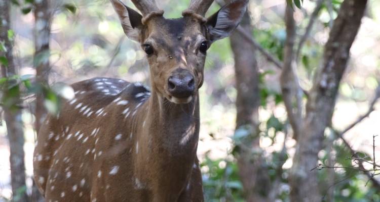 Sri Lanka Round tour with Wildlife (12 Days) Free Upgrade to Private Tour Available - Beauty Lanka Travels 8