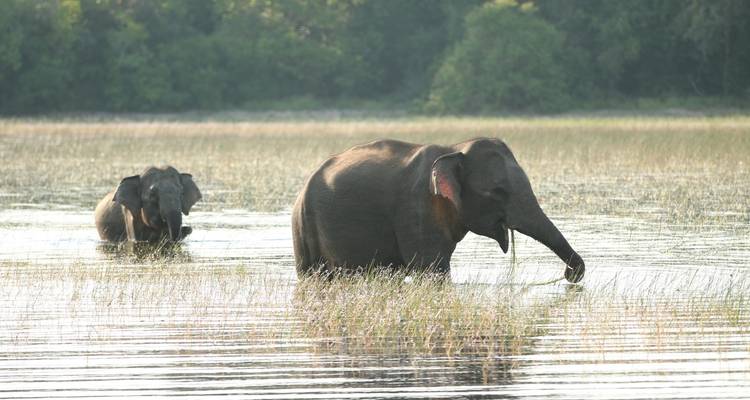 Sri Lanka Round tour with Wildlife - 12 Days Surclassement gratuit en circuit privé disponible - Beauty Lanka Travels 10