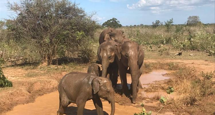 Sri Lanka Round tour with Wildlife (12 Days) Free Upgrade to Private Tour Available - Beauty Lanka Travels 3