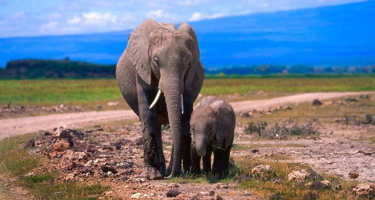 Safari clásico en avión por el gran norte de Tanzania - Classic Journeys Africa Ltd 4