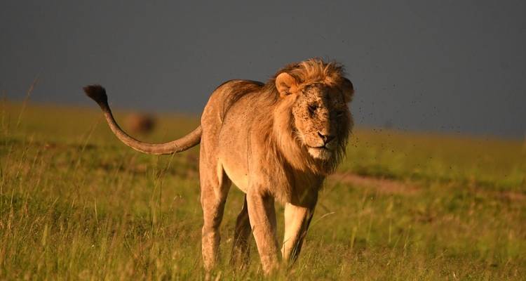 Safari clásico en avión por el gran norte de Tanzania - Classic Journeys Africa Ltd 10