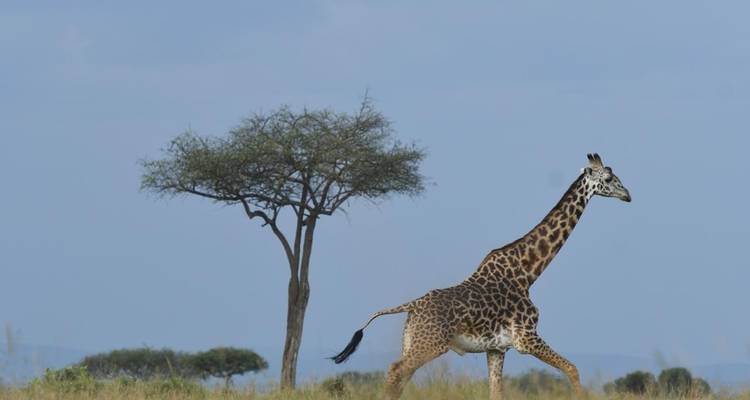 Safari clásico en avión por el gran norte de Tanzania - Classic Journeys Africa Ltd 6