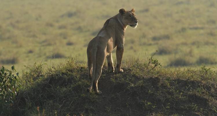 Safari clásico en avión por el gran norte de Tanzania - Classic Journeys Africa Ltd 8
