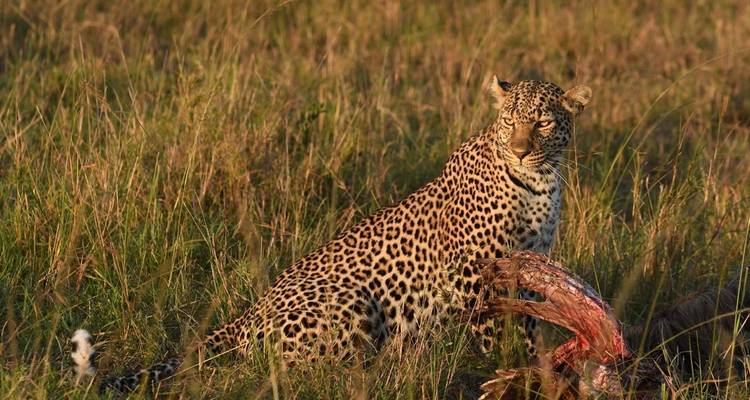 Safari clásico en avión por el gran norte de Tanzania - Classic Journeys Africa Ltd 9