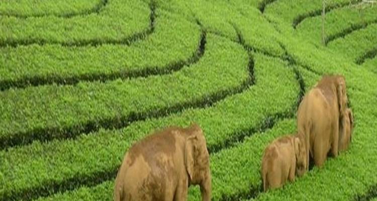 Circuit de 7 jours à Mumbai et au Kerala - TTI TOURS 7