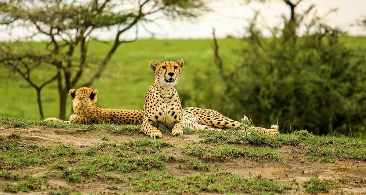 Safari de 3 jours dans le Serengeti et le Ngorongoro - Safari Serengeti Booking 4