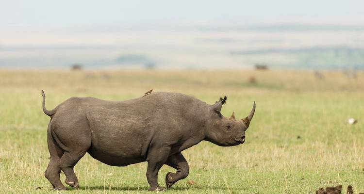 Safari de 3 jours dans le Serengeti et le Ngorongoro - Safari Serengeti Booking 3